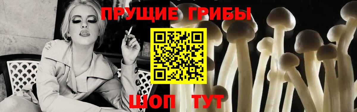 Псилоцибиновые грибы Psilocybe Прохладный